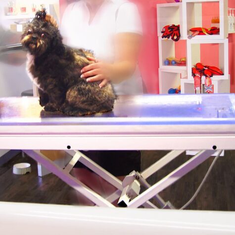 Chico Bello Hundesalon